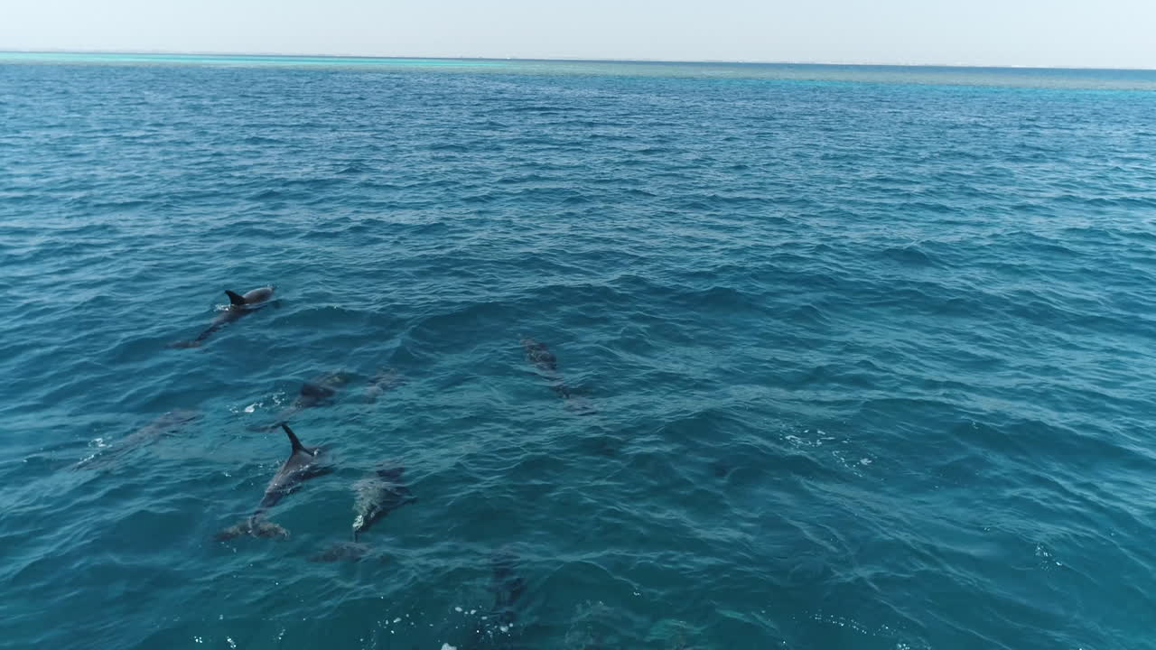 A pod of dolphins swimming in the clear blue ocean