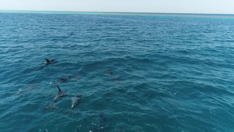 a pod of dolphins swimming in the clear blue ocean