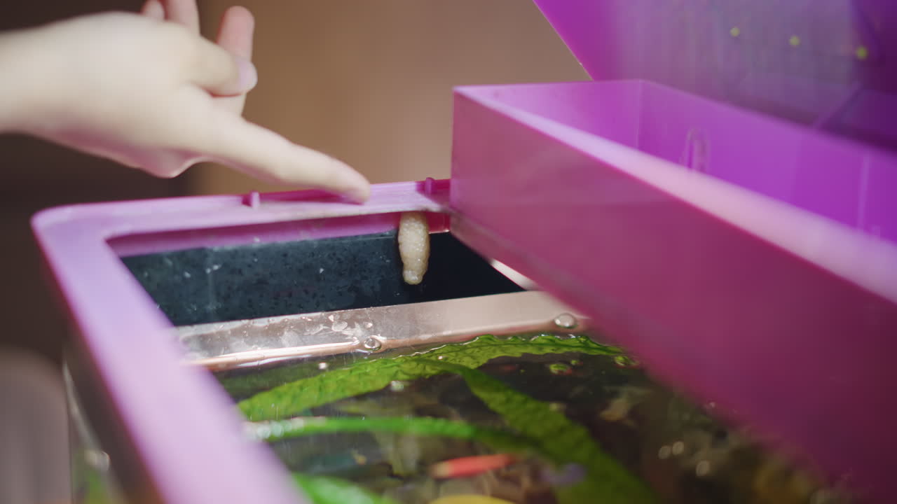 Close up view of child's hand pointing at aquarium with pink lid showing snail egg cluster attached under cover above water surface while green aquatic plants and colorful tropical fish inside tank