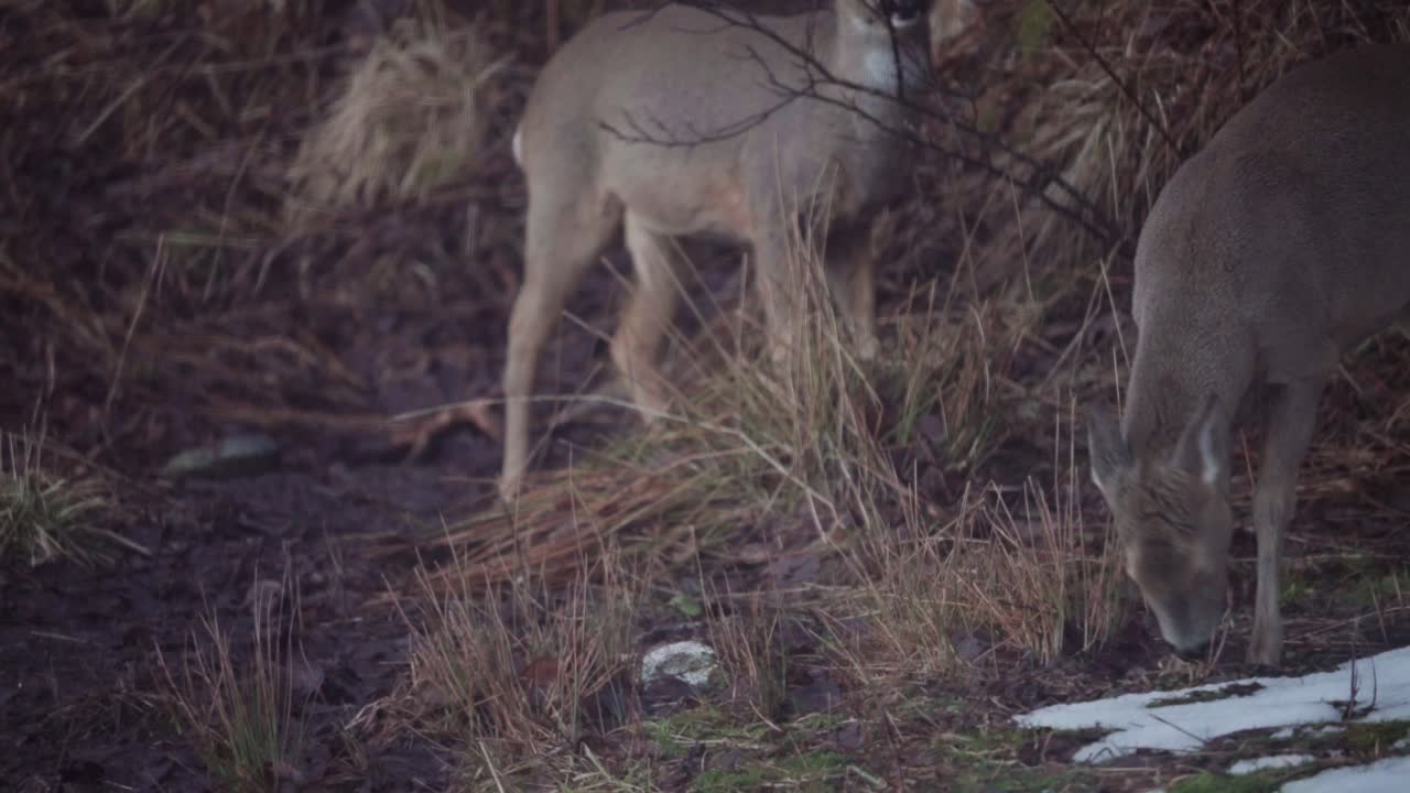 Juvenile Reindeers Grazing In Forest During Winter