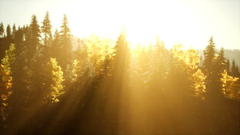 bright sunset in the mountains with forest