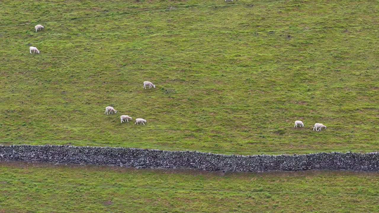 A small flock of sheep graze peacefully on a lush, grassy hillside bordered by a stone wall under soft, natural daylight with a static wide shot