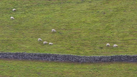 a small flock of sheep graze peacefully on a lush, grassy hillside bordered by a stone wall under soft, natural daylight with a static wide shot