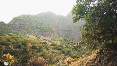 Grüne-Bäume-In-Hawaii-Sonnengrüne-üppige-Tropische-Pflanzen