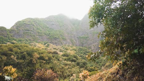 árboles verdes en hawaii sol verde deliciosas plantas tropicales
