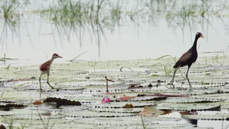 a juvenile jumps and moves towards the parent on the right, bronze-winged jacana, metopidius indicus, pak pli, nakorn nayok, thailand