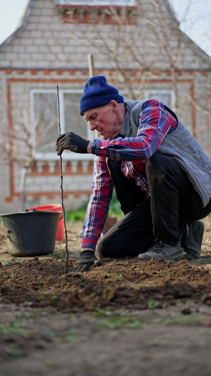 Old male sitting at the new tree thumbs the ground. Fruit tree planting in the garden. Vertical video.