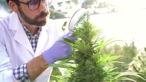 attentive male scientist examining cannabis buds