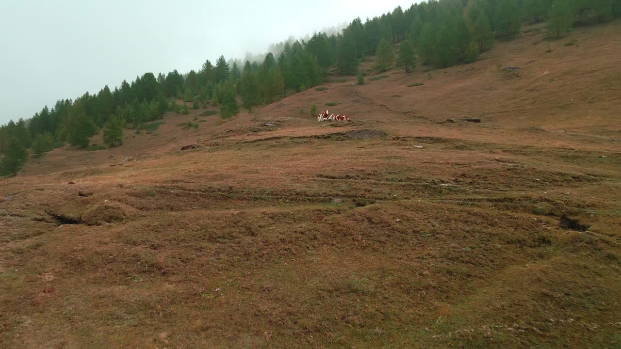 vacas pastando en montañas cubiertas de hierba y bosques de coníferas en valle argentera, piemonte italia