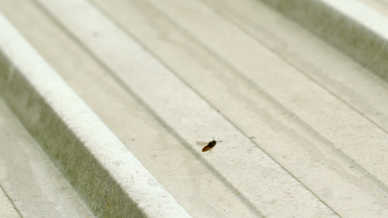 video de las abejas volando