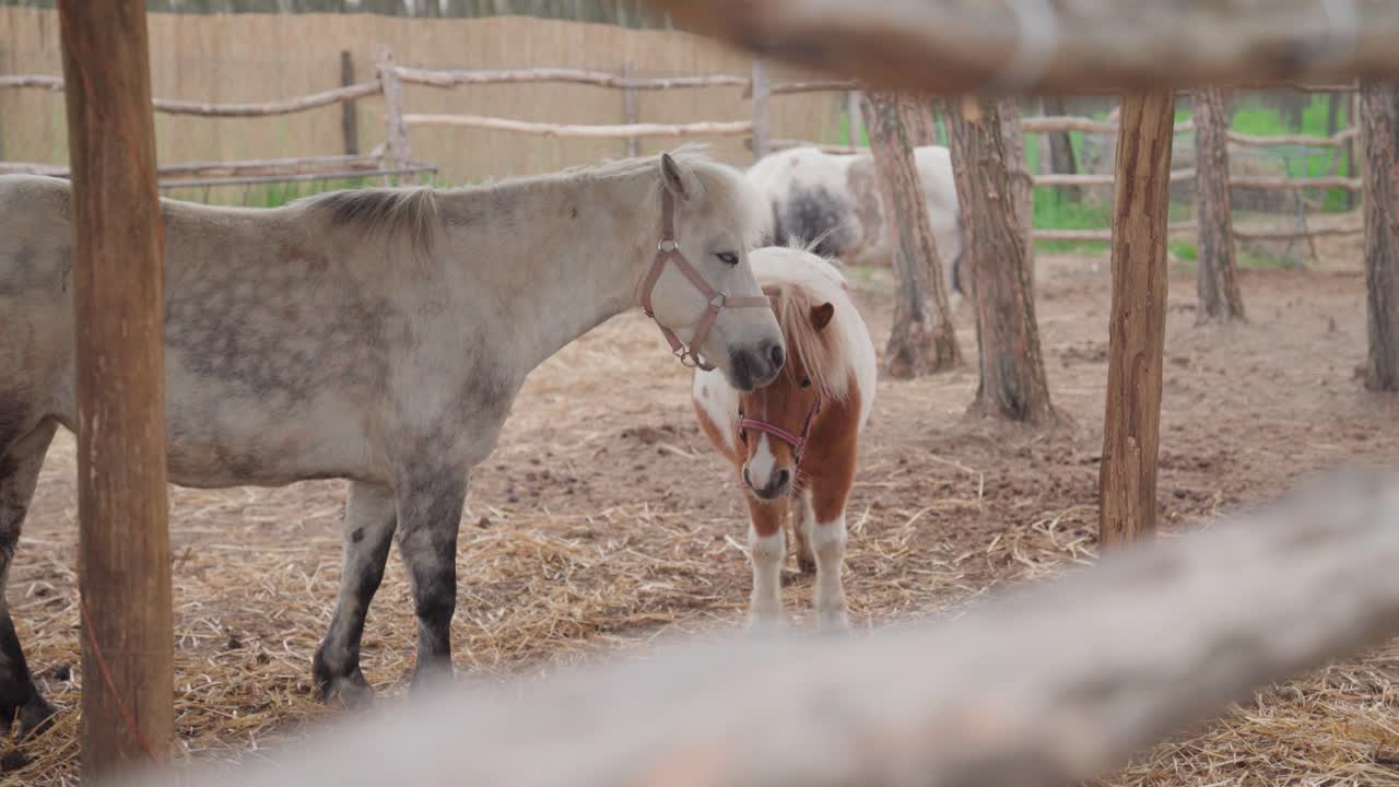 Madre e giovane pony in fattoria, ambientazione