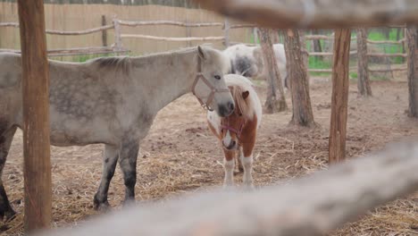 Mutter-Und-Junges-Pony-Auf-Dem-Bauernhof,-Gründerin