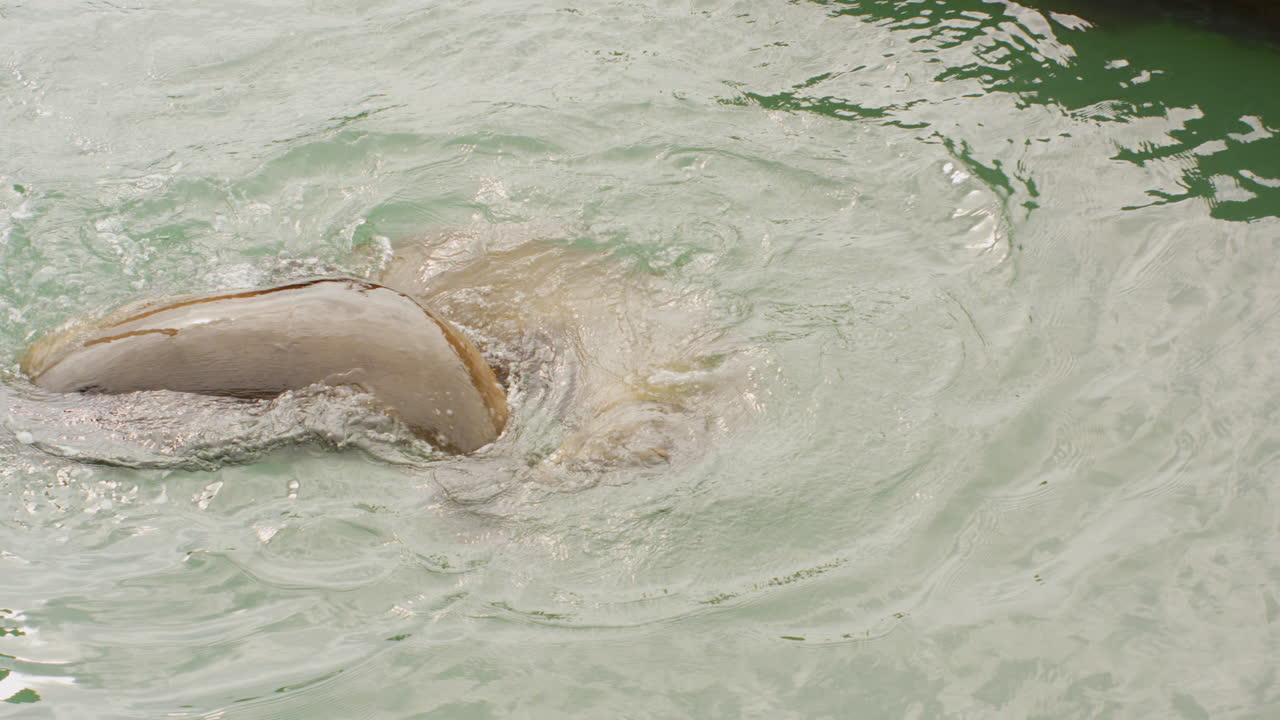dos leones marinos jugando juntos en el agua cerca de un puerto en san francisco.