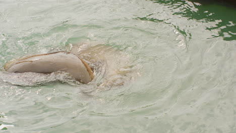 Two-sea-lions-playing-together-in-the-water-near-a-harbor-in-San-Fransisco