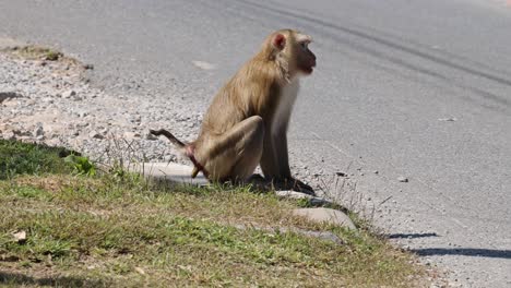 a monkey walks across a paved road