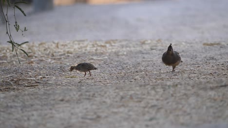 Quail-baby-leaves-parents-to-enter-mesquite-woods