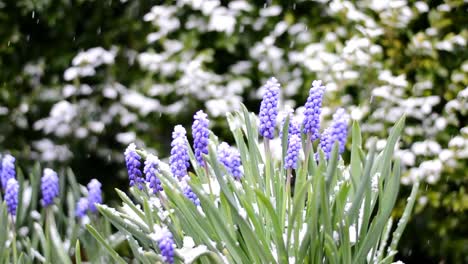 snow gently falling onto a grape hyacinth flower plant in a stunning garden