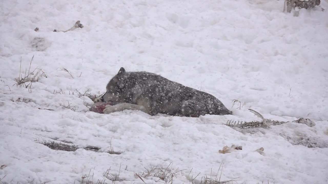 Alaskan Tundra Wolf eating meat in a gorgeous snowstorm