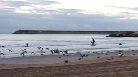 Una-Bandada-De-Gaviotas-Despega-Para-El-Primer-Vuelo-Del-Día,-Una-Armoniosa-Obertura-A-La-Belleza-Que-Se-Desarrolla-Durante-El-Día-En-La-Costa-Del-Mar.