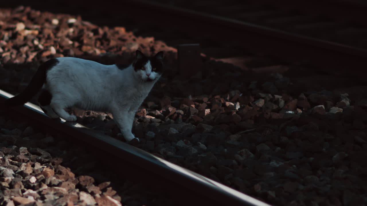 Close up of a white cat walking on the train rails at a station