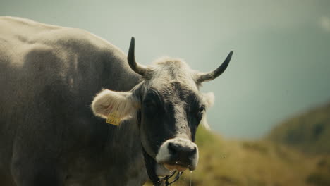 cow in a pasture