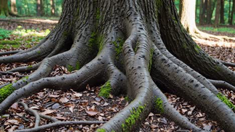 close-up video of tree roots with moss and fallen leaves, captured from a low angle