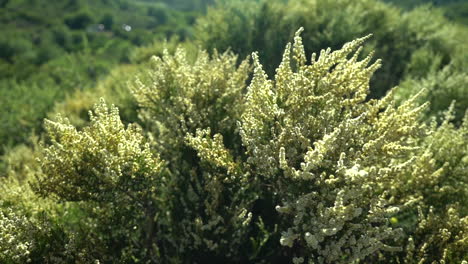 a bush in green surroundings in swaying in the breeze, out of focus cars can be seen in the background