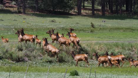 el cervatillo de los alces sube una colina en las montañas blancas