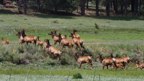 fawn of elk go over a hill in the white mountains