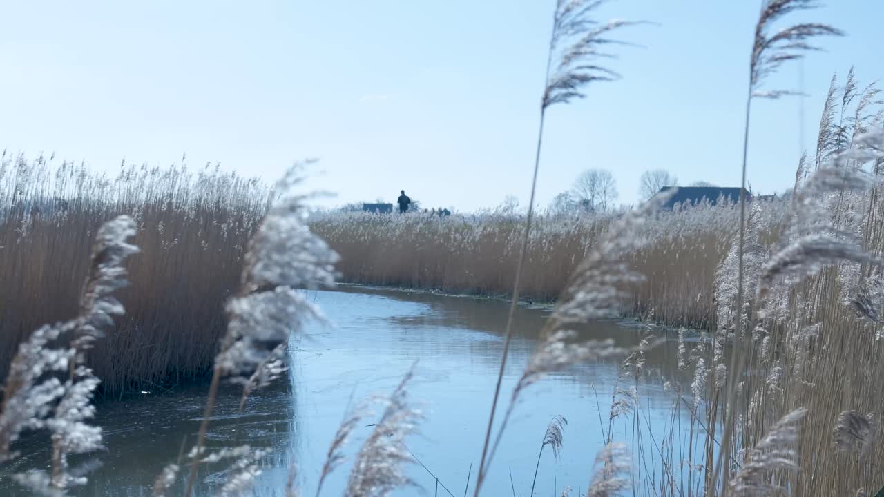 Person går langs en kanalsti gennem høje siv på en solrig dag