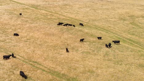 Un-Rebaño-De-Vacas-Angus-Negras-En-Una-Colina-De-Hierba-Seca