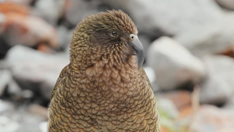 Closeup-Of-Alpine-Parrot-In-Fiordland-National-Park,-Southland,-New-Zealand