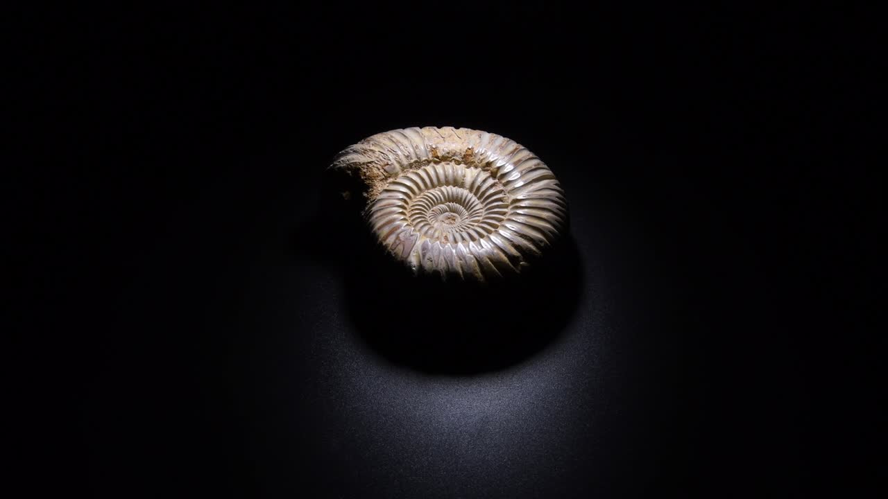 Ammonite prehistoric fossil gyrating