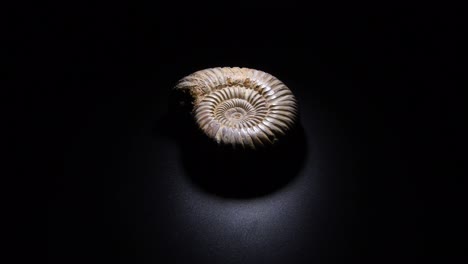 ammonite prehistoric fossil gyrating