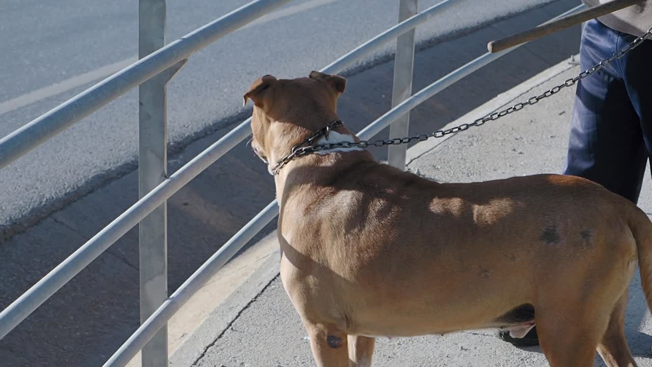 Dog on a leash by stairs