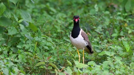 the red-wattled lapwing is one of the most common birds of thailand