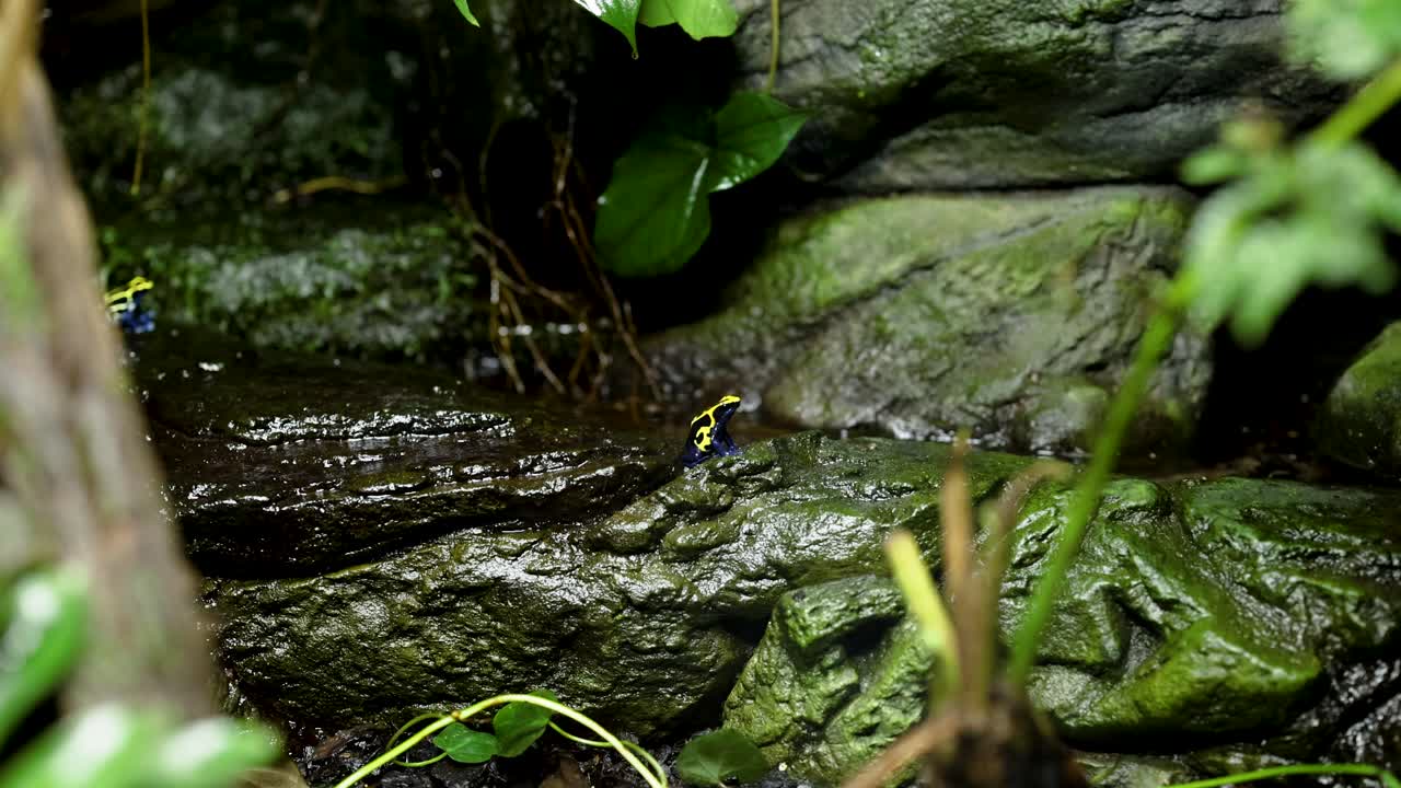 Rana che si muove su superficie rocciosa bagnata nella foresta