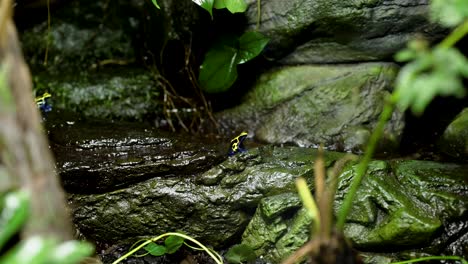 frog moving on wet rock surface in forest