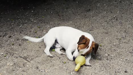 jack russell terrier tirado en el suelo jugando con un juguete de goma y luego huyendo