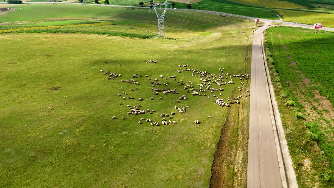Herd of sheep grazing in a green countryside field. A large group of sheep grazes peacefully in a lush green field near a rural road under a clear sky