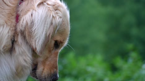 Hund-Kaut-Draußen-Gras.-Golden-Retriever-Thema