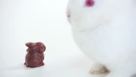 conejo blanco olfateando conejo de chocolate