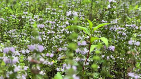 bee fly on wild natural herbal flower healthy tea vegetable plant get collect syrup on pollen in green meadow flower plain organic bee keeping agriculture in iran gilan rasht countryside rural village