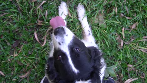 a happy dog have to go for a walk everyday with his owner and enjoy the grass and sun on a break on a park