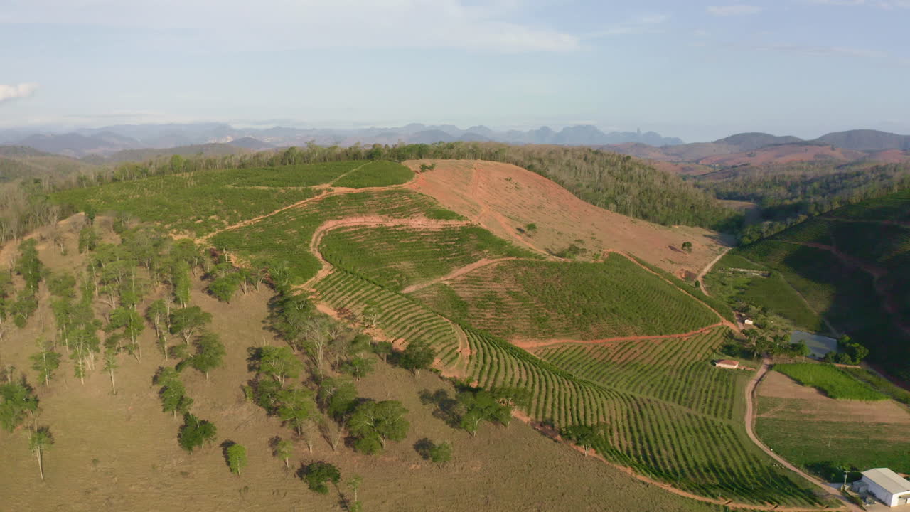 巴西農村的咖啡樹田的空中全景
