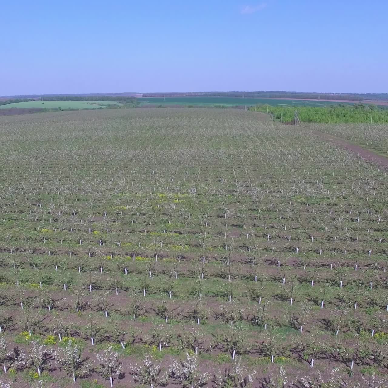 Large Blooming Apple Orchard. Aerial view of beautiful blossoming apple tree garden