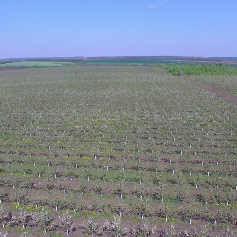 large blooming apple orchard. aerial view of beautiful blossoming apple tree garden