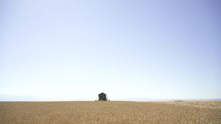 Agricultural machine in filed in summer