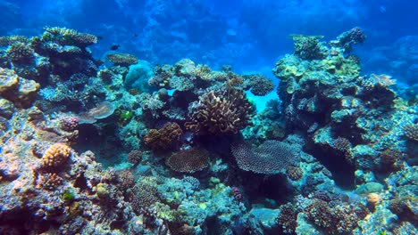 underwater 4k hdr of the great barrier reef in queensland, australia in december 2022