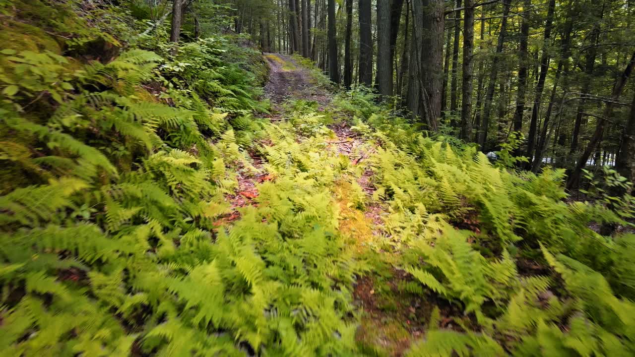 video de drones volando bajo y suavemente sobre el suelo del bosque sobre helechos en un hermoso bosque de pinos en hudson valley, las montañas catskill de nueva york